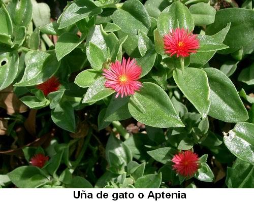 Uña de gato o Aptenia.jpg